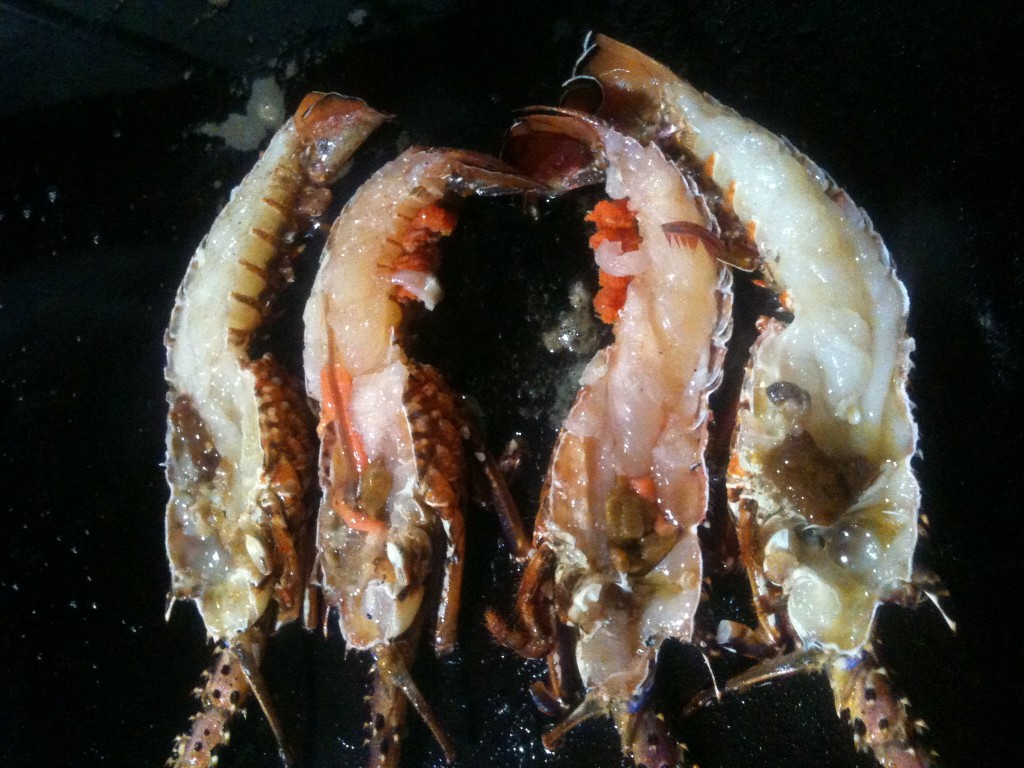 Lobster