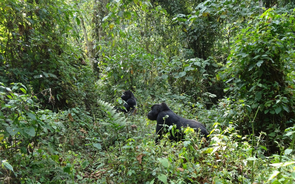 Gorilla trekking uganda
