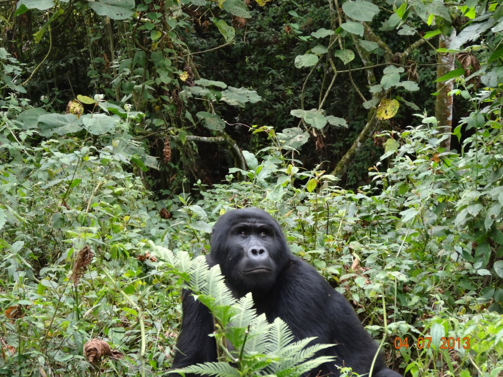 Gorilla trekking uganda