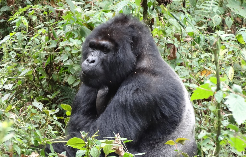 Gorilla trekking uganda