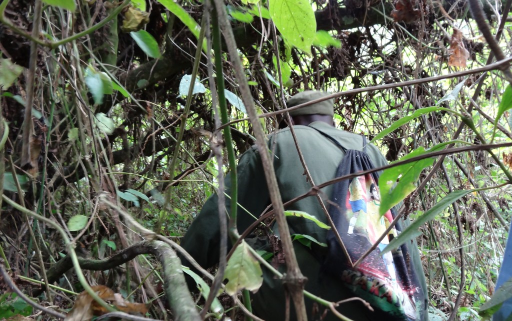 Gorilla trekking uganda