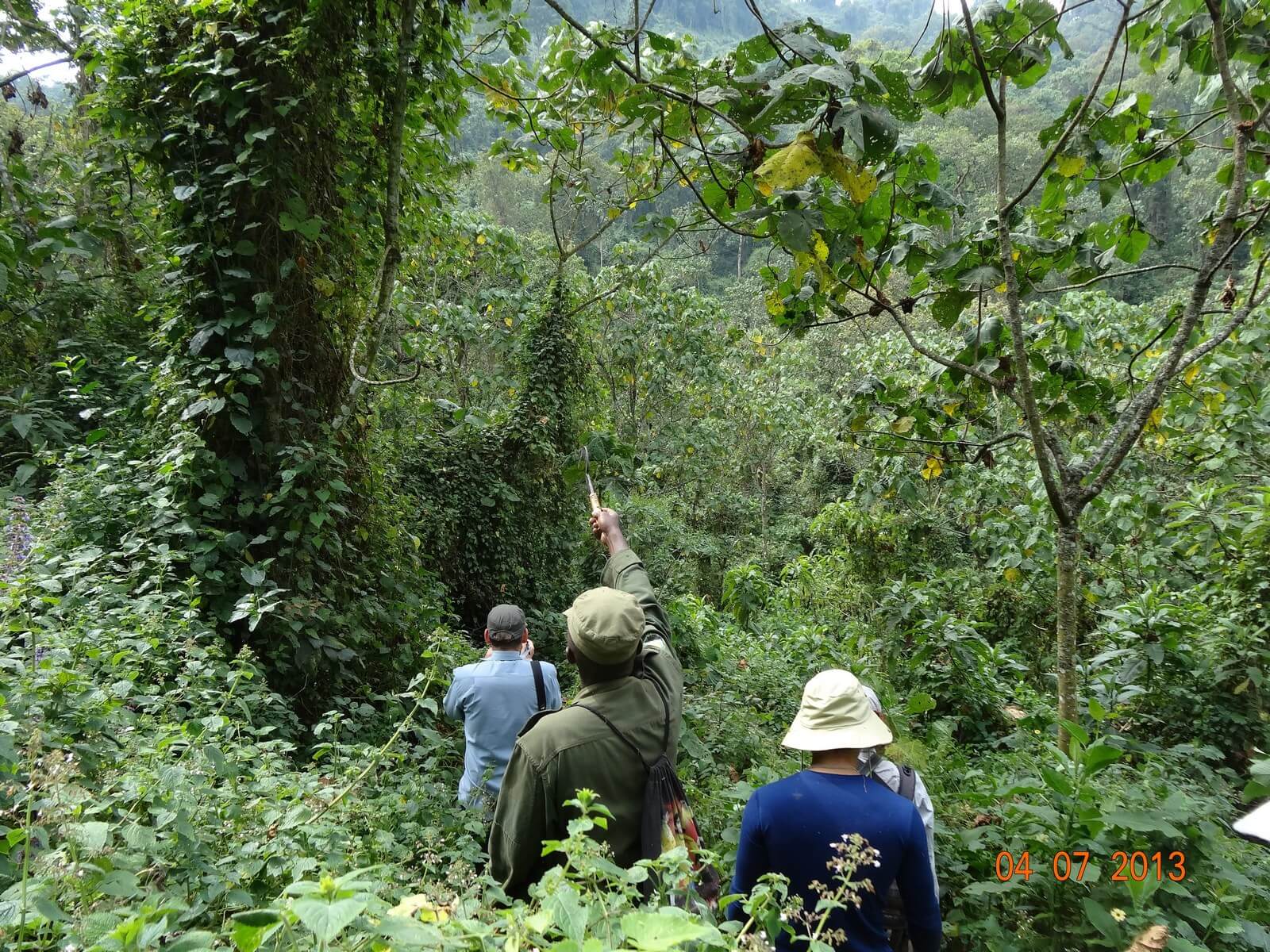 Gorilla trekking uganda