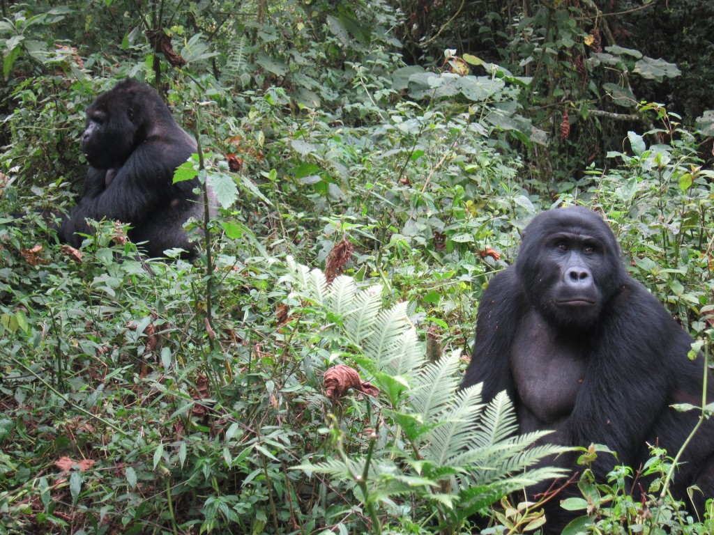 Gorilla trekking uganda