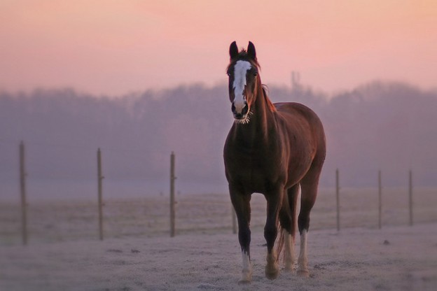 What's in store for you for the Year Of The Horse?
