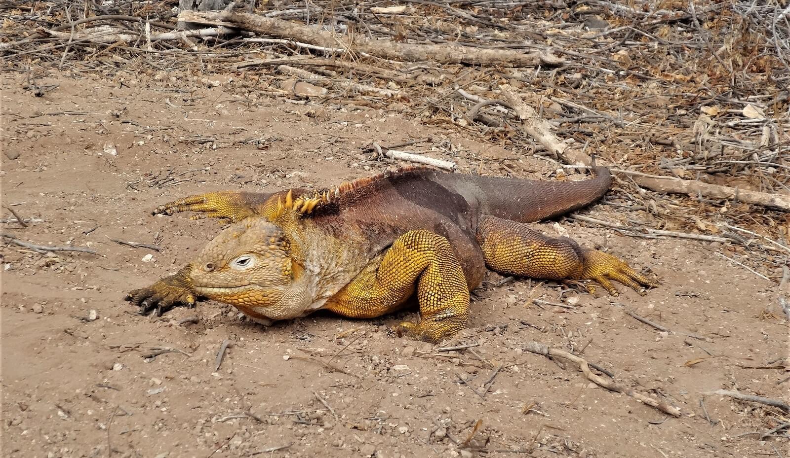 Is It Worth Visiting The Galapagos Islands?
